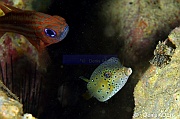 Apogon compressus Ostracion cubicus-Pasar wajo Mandarin city-11m-20180602nuit-Denis-ADER-DSC_3478_tn